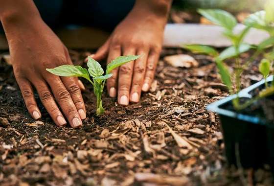 What to plant in September: Best vegetables and flowers to grow