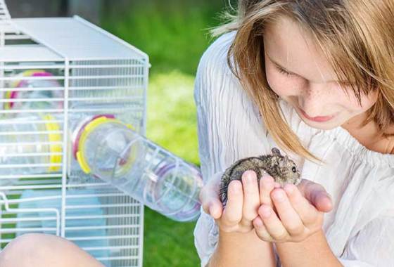 Best Small Animal Habitats