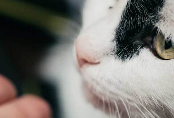 Best Coat Supplements for Cats