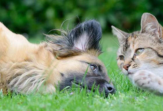 Best Dog & Cat Diuretics