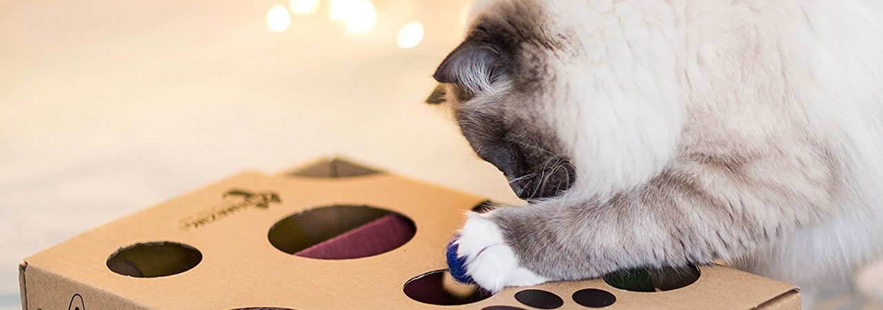 interactive cat feeder