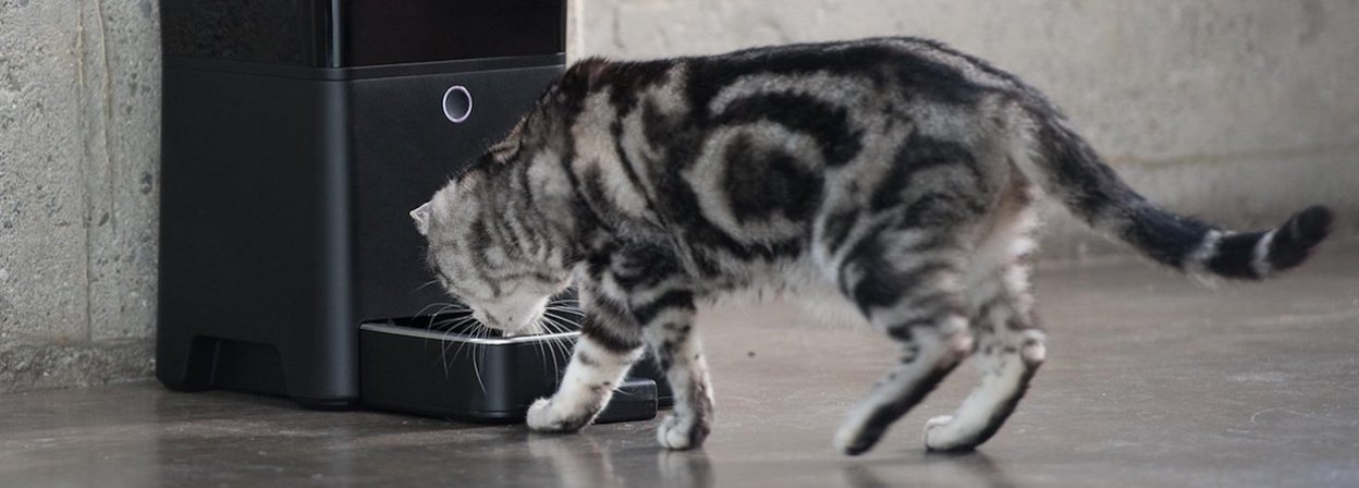 The best automatic pet feeders of 2024