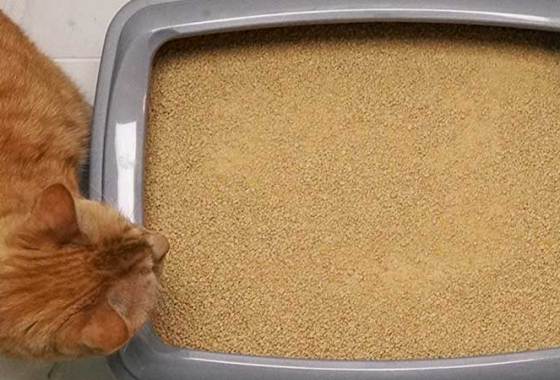 Best Clumping Cat Litter