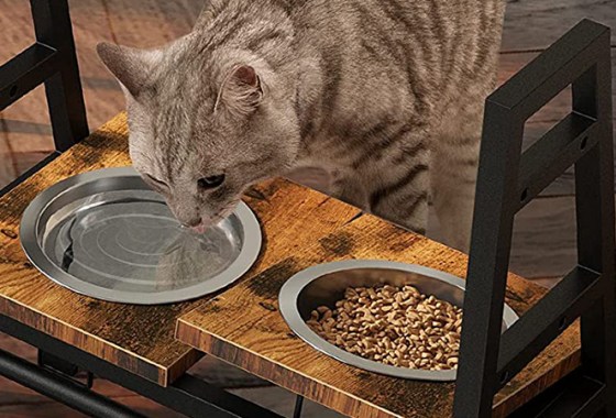 Best Raised Cat Bowls
