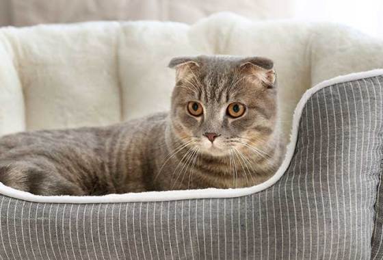 Best Orthopedic Cat Beds