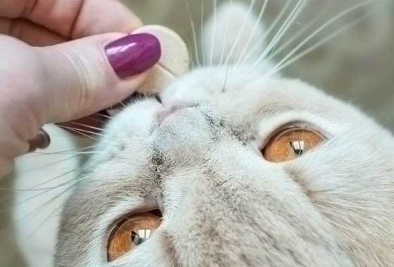 Best Cat Digestive Supplements