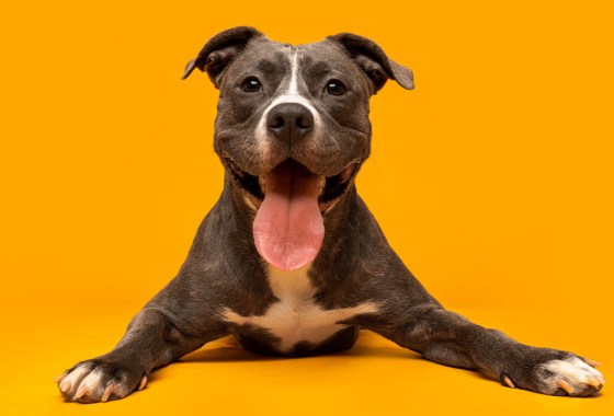 The best Memorial Day pet deals for your favorite child 