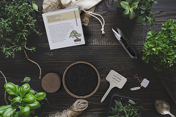 Bonsai Tree Starter Kits and Books