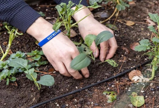 When to plant a garden