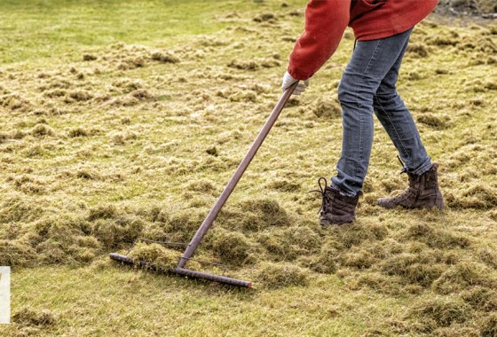 Best thatching rake for fall lawn care