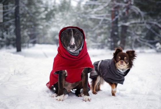 Best dog jacket