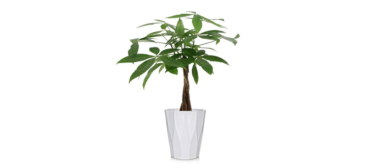 Best Just Add Ice - Green Money Tree Plant in Ceramic Pot