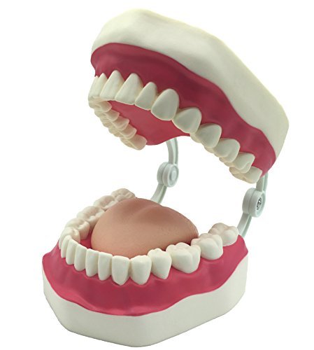 Kouber Science Dental Teeth Care Model