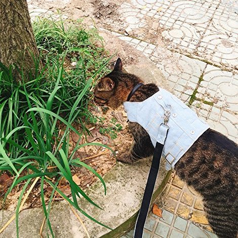 5 Best Cat Harnesses Dec 2018 Bestreviews Cat Jeans Jacket Harness Vest